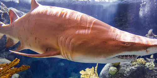 Read more about the article The Florida Aquarium: Skip The Line