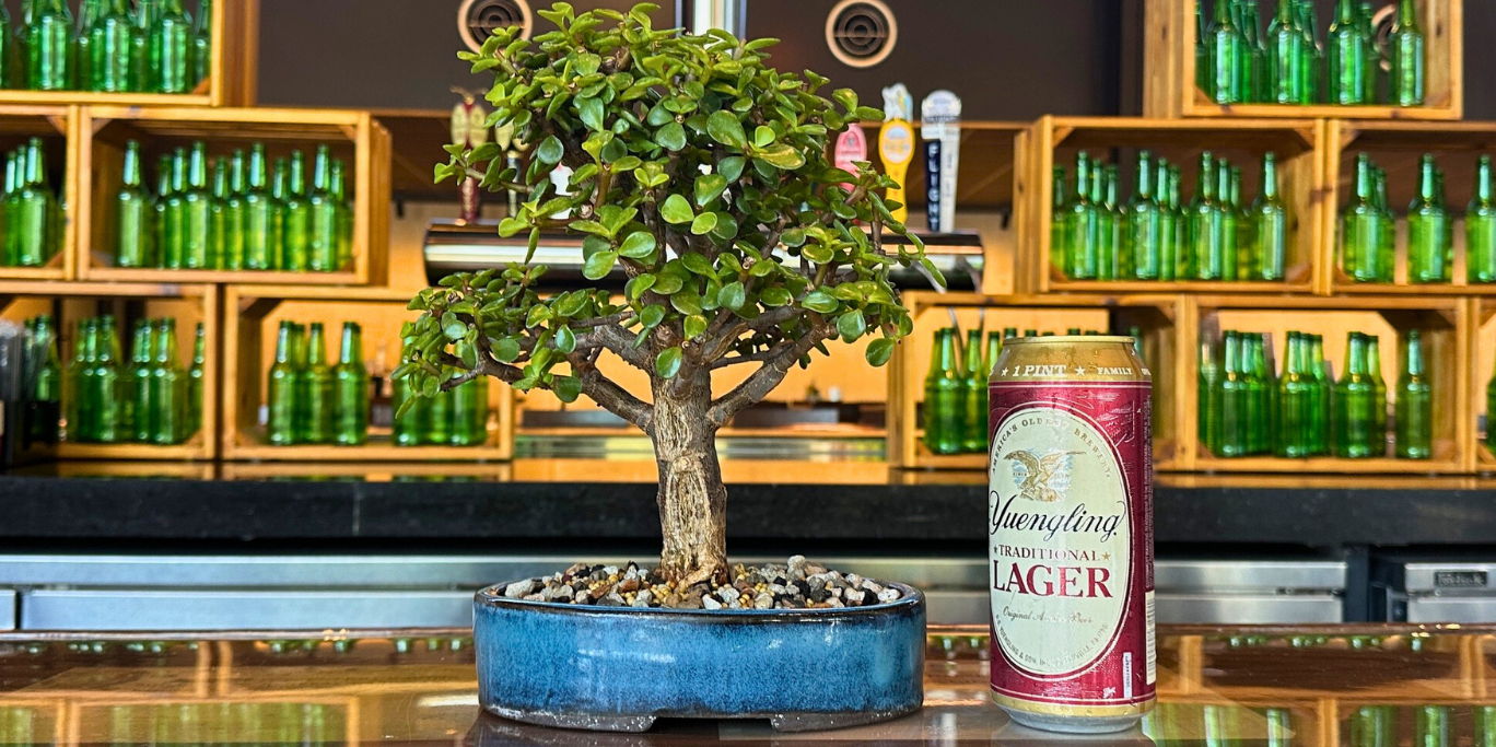 Read more about the article Bonsai & Brews