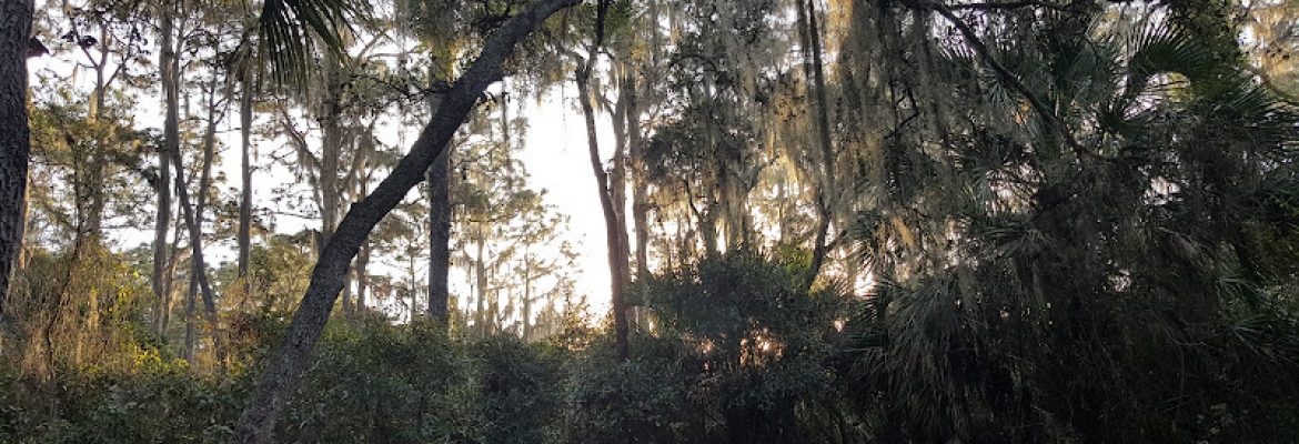 Brandon Land Clearing & Site