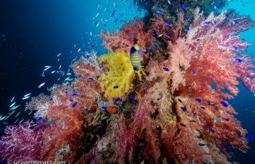Depth Perception Dive Center LLC