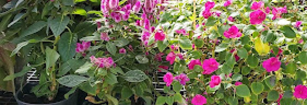 Green Thumb Nursery