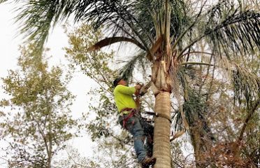 A Tree Surgeons Interprise