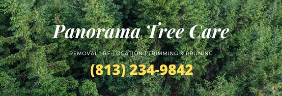 Panorama Tree Care- Clearwater Tree Services