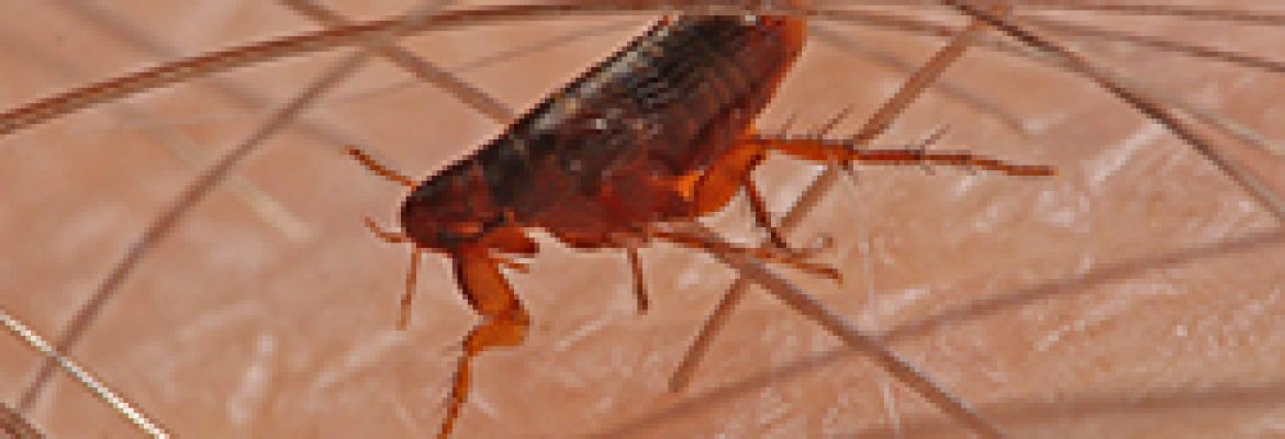 Green-Tech Termite and Pest Control