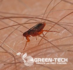 Green-Tech Termite and Pest Control