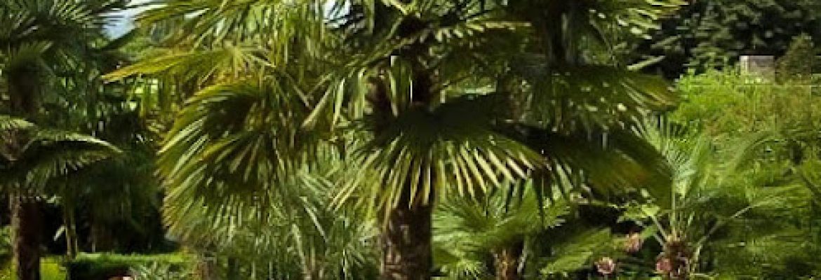Hardy Palm Tree Farm