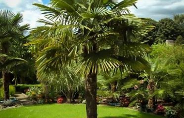 Hardy Palm Tree Farm