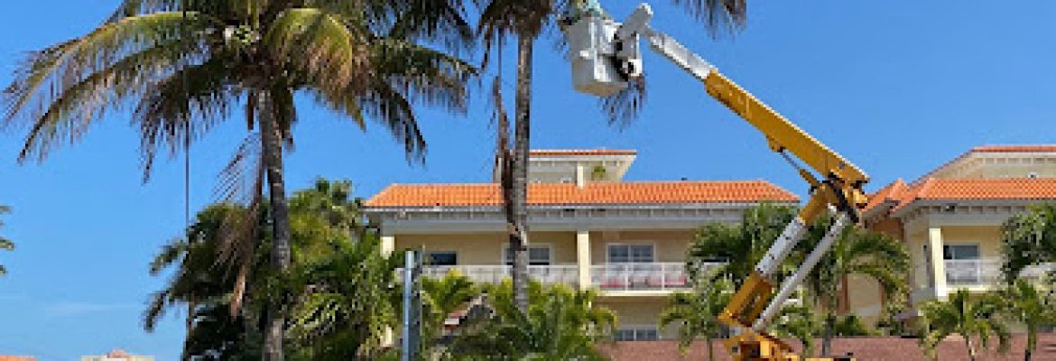 dylans tree service