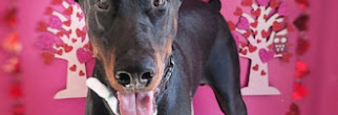 POSH PAWZ PET SPA