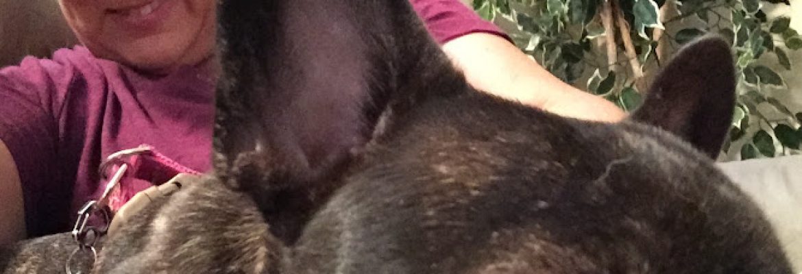 Largo – Clearwater Doggie Day Love
