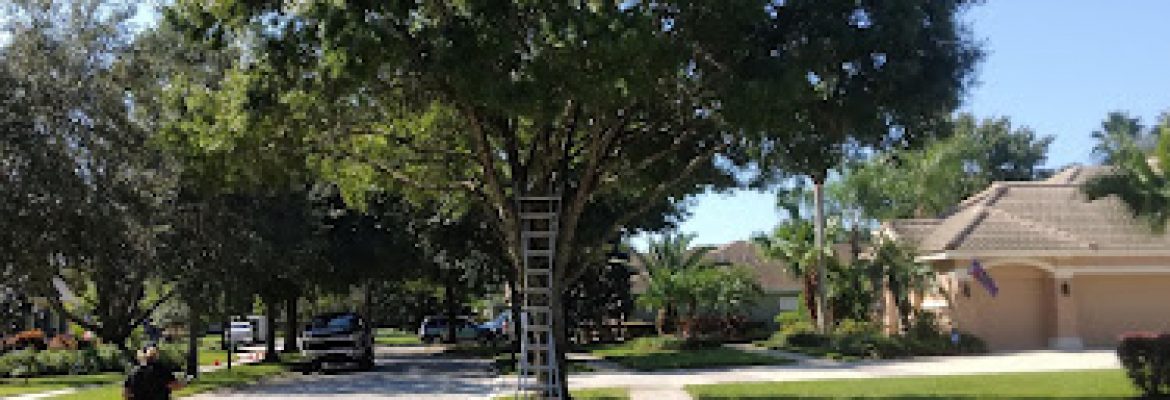 In & Out Tree Services