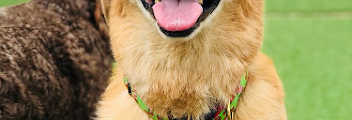 Perfect Pets Doggy Daycare, Grooming, Enrichment & Nutrition