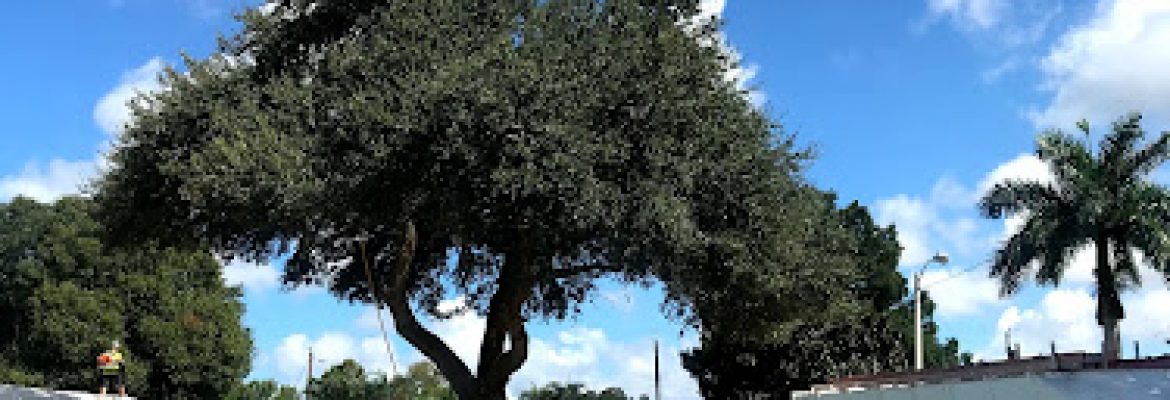 A Absolute Tree Services