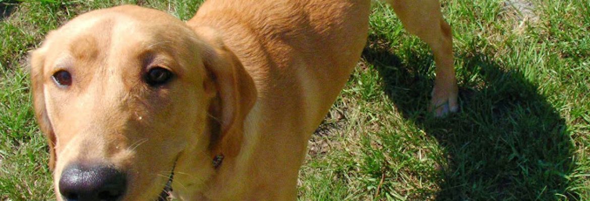 Precious Pets Luxury Dog Resort & Doggie Daycare