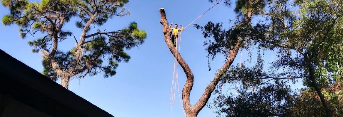 ALL ABOUT TREE CARE SVC LLC