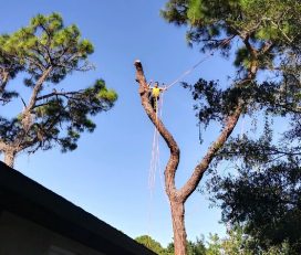 ALL ABOUT TREE CARE SVC LLC