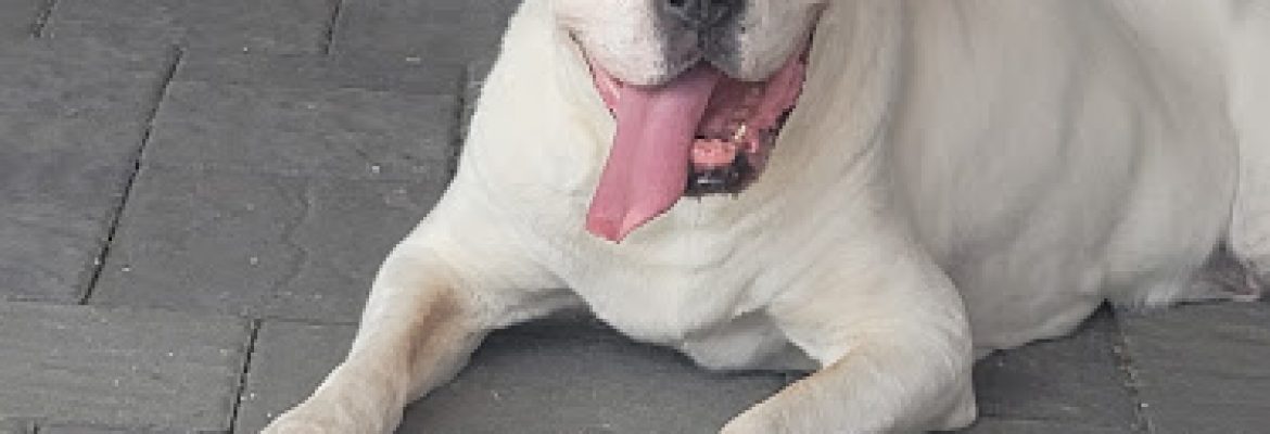 Doggie Dewz