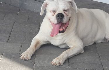 Doggie Dewz