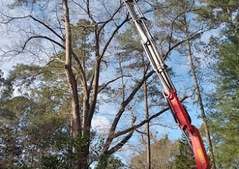 Largo Tree Service Pros