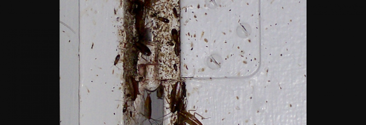 Eco-Pest Solutions