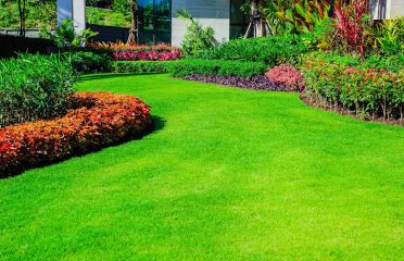 ANUR Lawn care And Tree service St Petersburg