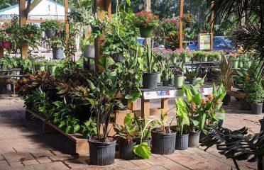 Green Thumb Nursery