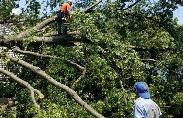 The Tree Feller of Pinellas