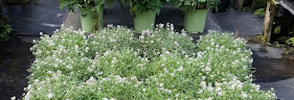Treemart, Inc.