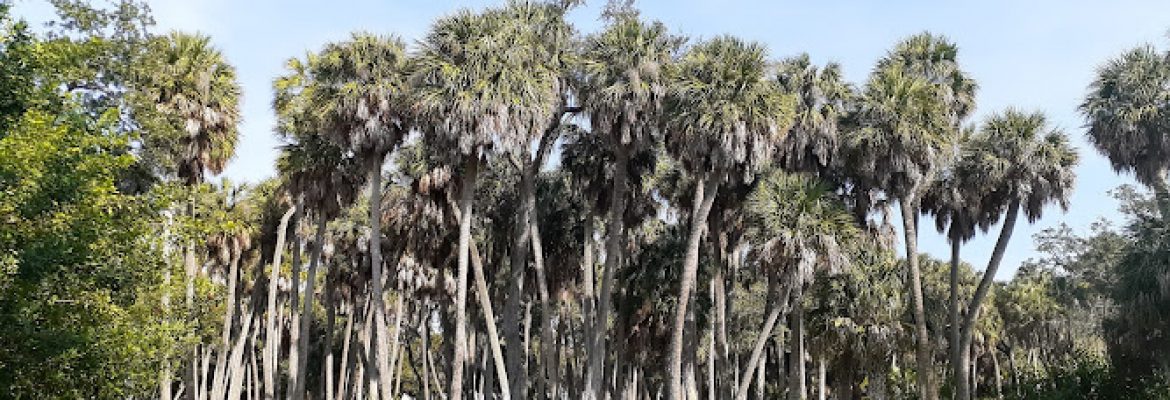 Tampa Bay FL Golf Courses, Golf Courses Tampa Bay FL, Country Clubs Tampa FL, Golfing Tampa FL, Public Golf Courses Tampa Bay FL, Tampa FL Country Clubs, Miniature Golf Tampa Bay FL