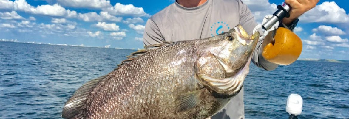 Tampa Bay FL Fishing Charters, Fishing Charters Tampa Bay FL, Deep Sea Fishing Tampa FL, Fishing Charters Tampa FL, Fishing Charter Tampa Bay FL, Tampa FL Fishing Boats, Deep Sea Fishing Tampa Bay FL