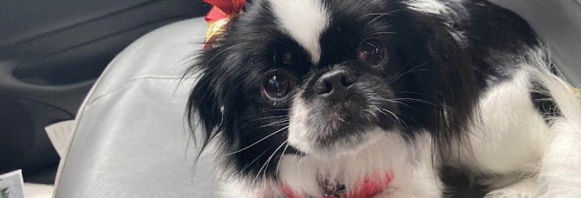 Southshore Pet Grooming