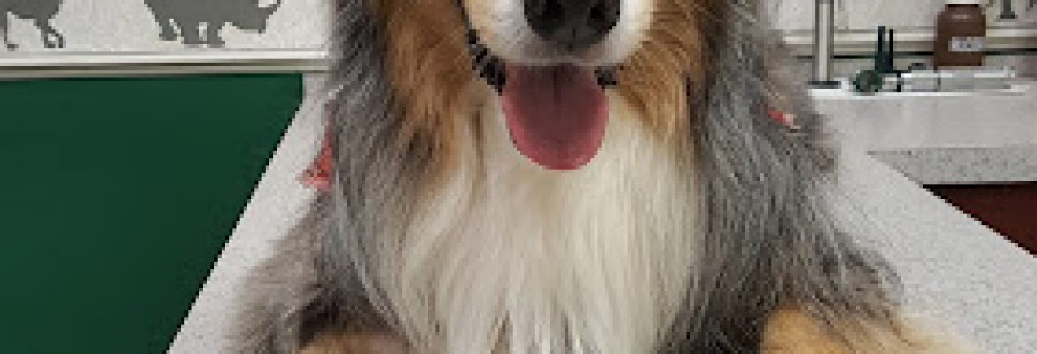 Boyette Animal Hospital