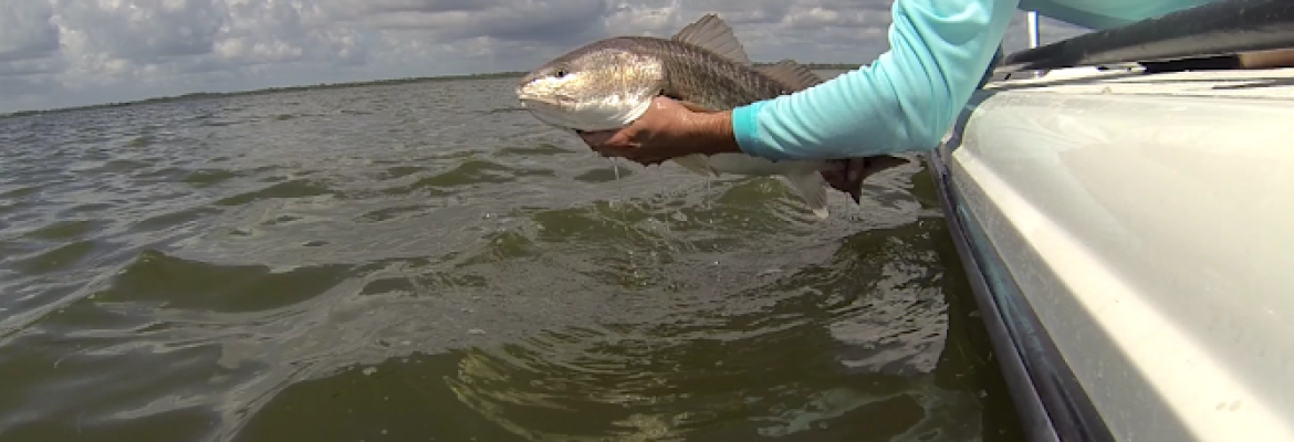 Tampa Bay FL Fishing Charters, Fishing Charters Tampa Bay FL, Deep Sea Fishing Tampa FL, Fishing Charters Tampa FL, Fishing Charter Tampa Bay FL, Tampa FL Fishing Boats, Deep Sea Fishing Tampa Bay FL