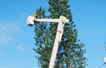 Category 5 Tree Service LLC.