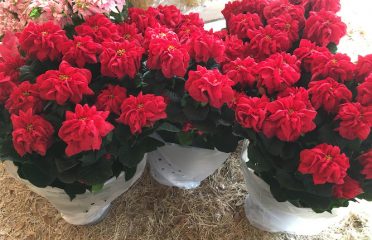 Tampa Wholesale Poinsettias, Inc.