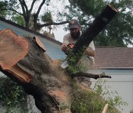 Moore Cuts Florida Tree Service