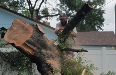 Moore Cuts Florida Tree Service