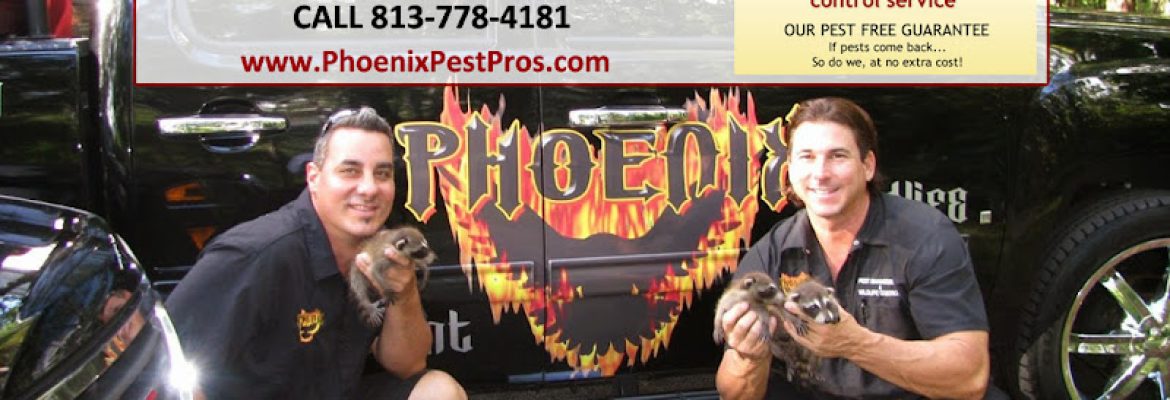 Phoenix Pest Management and Wildlife Control