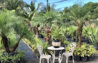 Palm Empire Nursery