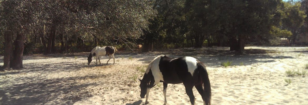 Motorcycle Dealers In Tampa FL, ATV Dealers Tampa FL, Horseback Riding Tampa FL, Tubing In Tampa FL, Motorcycle Dealers St. Petersburg FL, ATV Dealers St. Petersburg FL, Horseback Riding St. Petersburg FL, Tubing In St. Petersburg FL