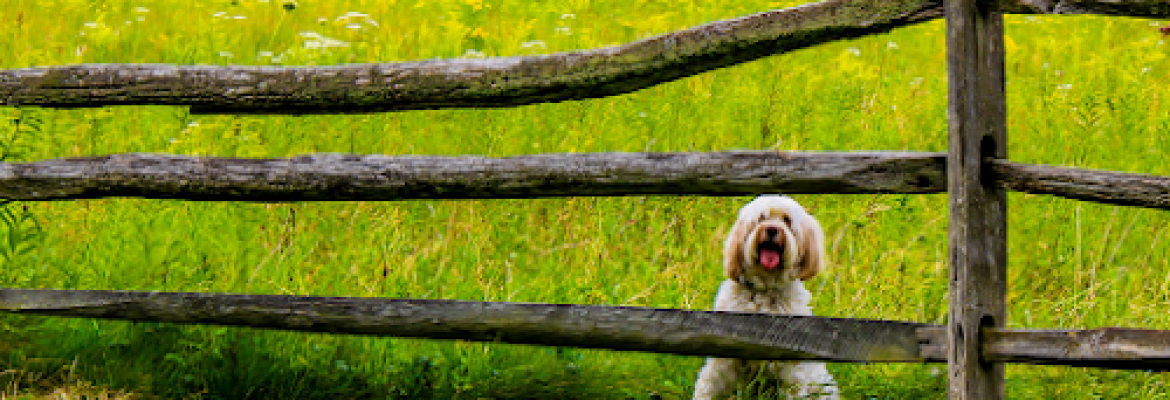 Free Paws Pet Sitting & Dog Lodging LLC