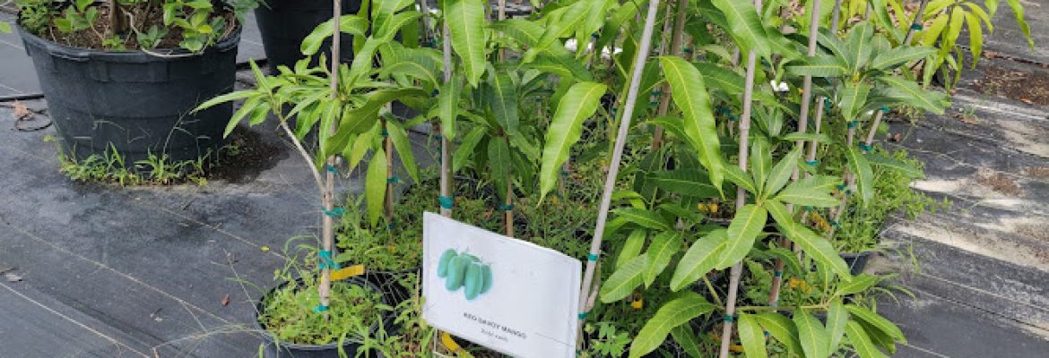 tampa tropical asian nursery