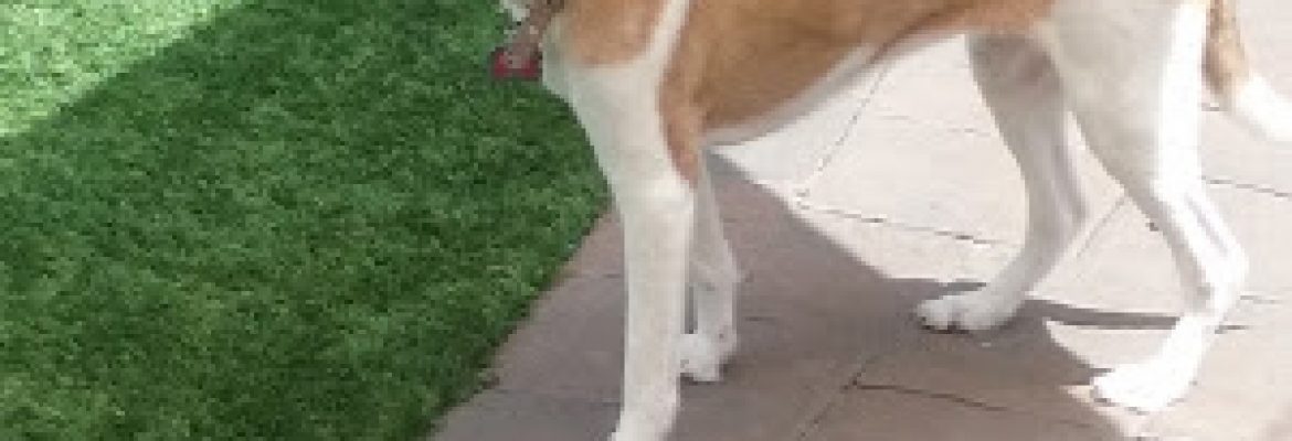 Pet Resort & Grooming Salon