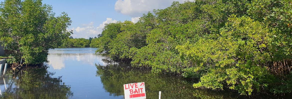 Tampa Bay FL Fishing Charters, Fishing Charters Tampa Bay FL, Deep Sea Fishing Tampa FL, Fishing Charters Tampa FL, Fishing Charter Tampa Bay FL, Tampa FL Fishing Boats, Deep Sea Fishing Tampa Bay FL