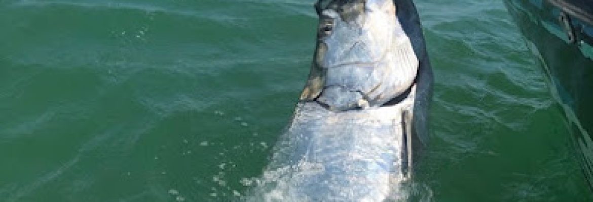 Tampa Bay FL Fishing Charters, Fishing Charters Tampa Bay FL, Deep Sea Fishing Tampa FL, Fishing Charters Tampa FL, Fishing Charter Tampa Bay FL, Tampa FL Fishing Boats, Deep Sea Fishing Tampa Bay FL