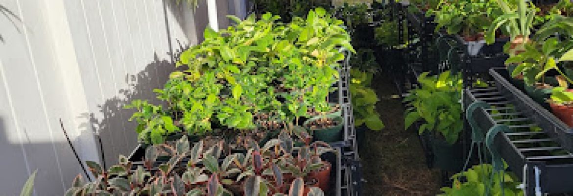 Orange Lake Nursery