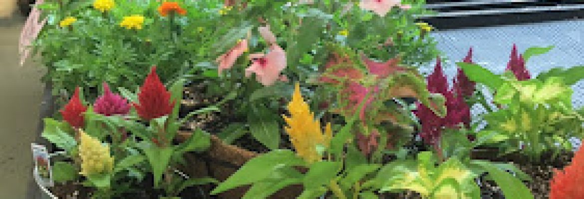 Grace’s Hydro Organic Garden Center