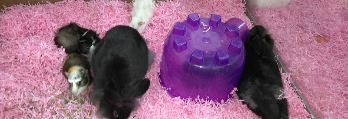 Animal House Pet Center