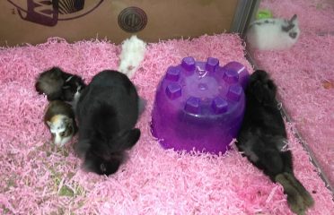 Animal House Pet Center