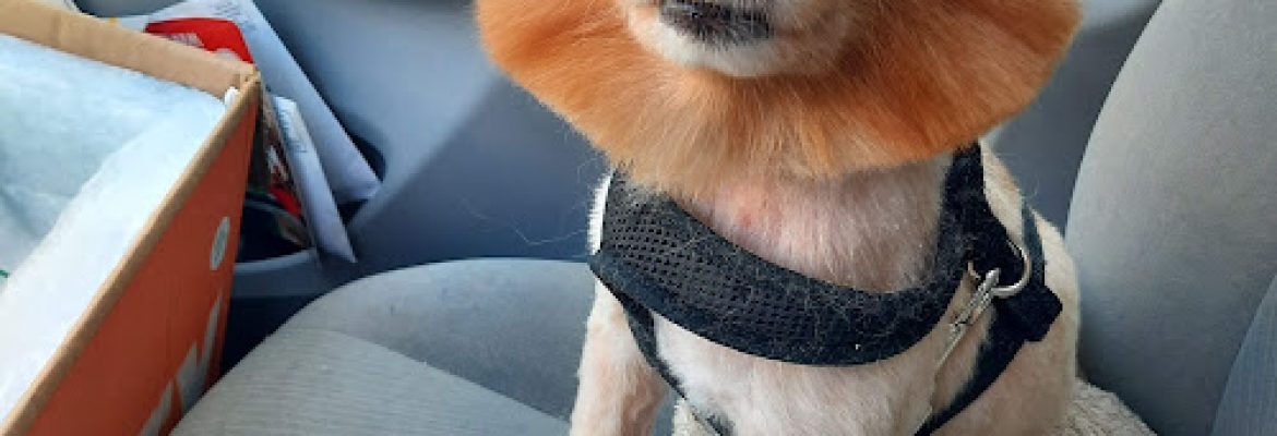 Palm Harbor Pet Grooming